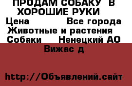 ПРОДАМ СОБАКУ  В ХОРОШИЕ РУКИ  › Цена ­ 4 000 - Все города Животные и растения » Собаки   . Ненецкий АО,Вижас д.